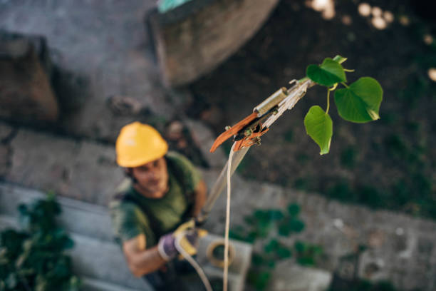 Best Dead Tree Removal  in USA